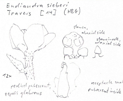 Vorschaubild Endiandra sieberi Nees